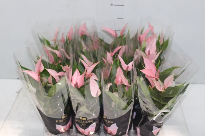 <h4>ANTHURIUM LILLI P09 PREMIUM</h4>