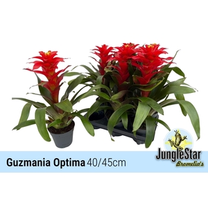 GUZM OPTIMA