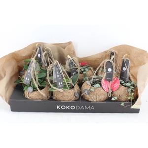 arr3 Kokoplant - Hangplant mix x8