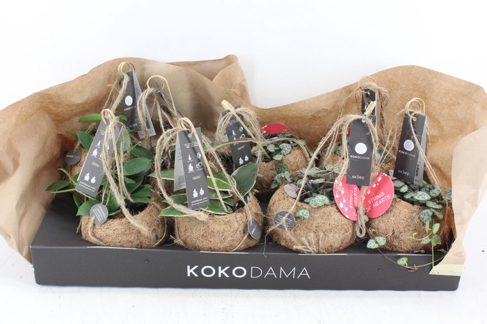 <h4>arr3 Kokoplant - Hangplant mix x8</h4>