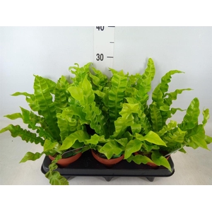 Asplenium nidus 'Crispy Wave'