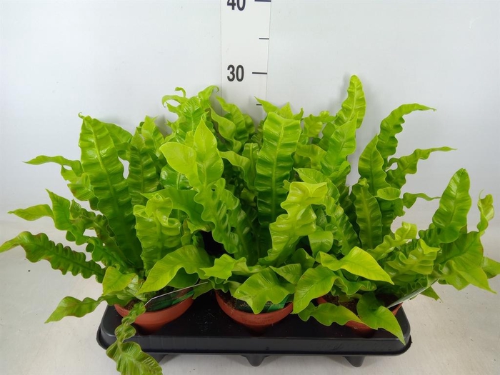 <h4>Asplenium nidus 'Crispy Wave'</h4>
