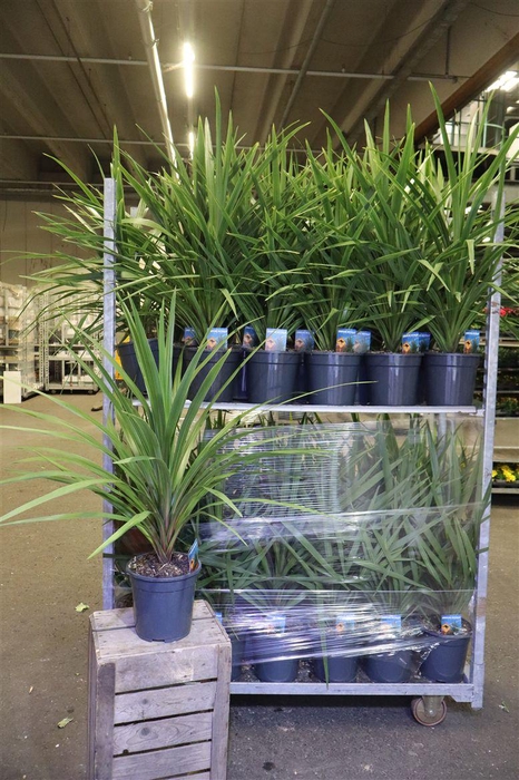 <h4>Cord In Peko</h4>