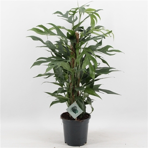 Epipremnum Pinnatum Baltic Blue Mosstok