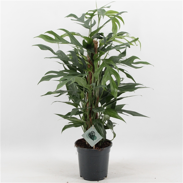 <h4>Epipremnum Pinnatum Baltic Blue Mosstok</h4>