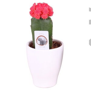 Cactus mix grafted in pot ø8,5cm in ø10cm Carly pot White