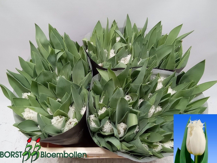 <h4>TU FR NORTH POLE</h4>