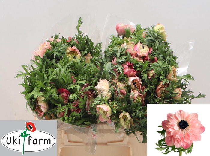 <h4>ANEM CO LEVAN ROSA</h4>