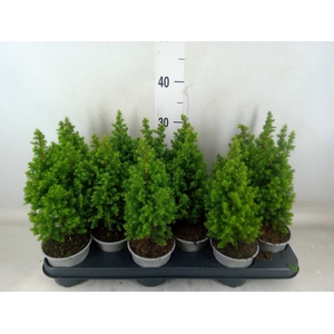 Chamaecyparis thyo. 'Alpica'