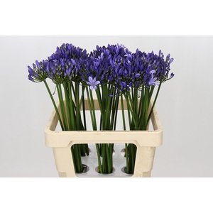Agapanthus Uri