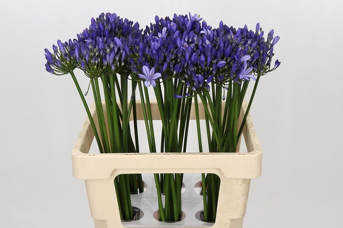<h4>Agapanthus Uri</h4>