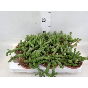 Crassula marnieriana