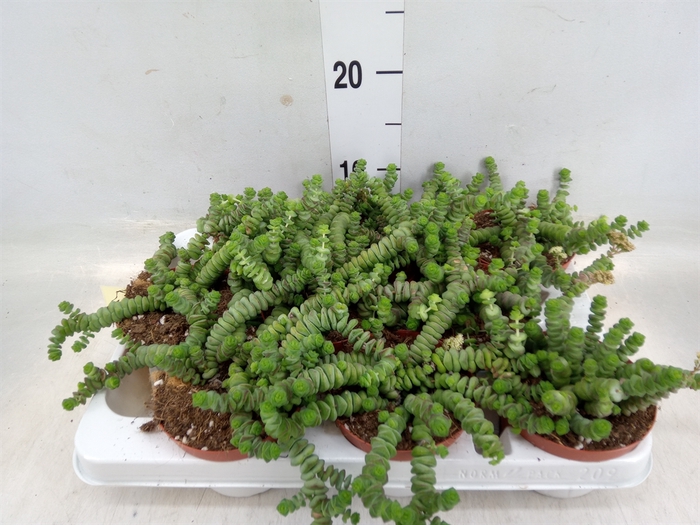 <h4>Crassula marnieriana</h4>