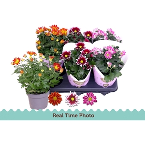 CHRYS GEM 2 KL BLOEM