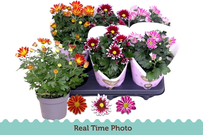 <h4>CHRYS GEM 2 KL BLOEM</h4>