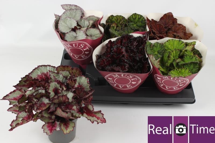 <h4>BEG BEL GEM</h4>