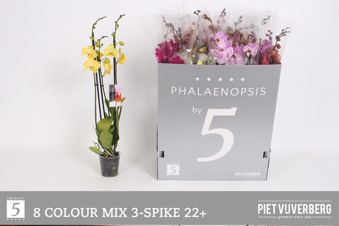 <h4>PHAL GEM 8 KL</h4>