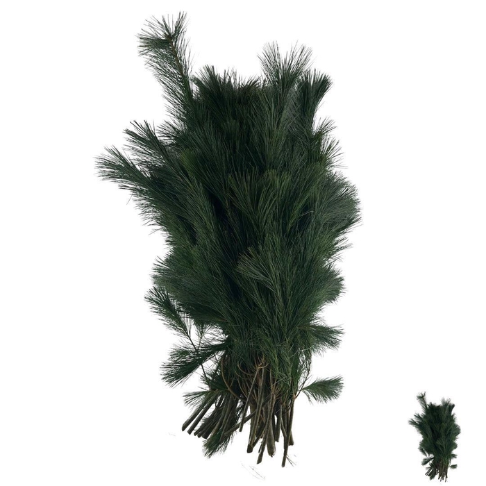 <h4>PINUS STROBUS</h4>