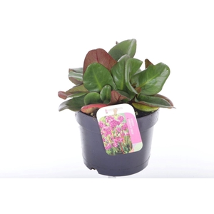 Bergenia cordifolia Eroica