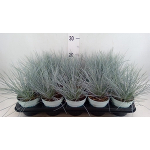 Festuca glauca 'Compacta Blue'