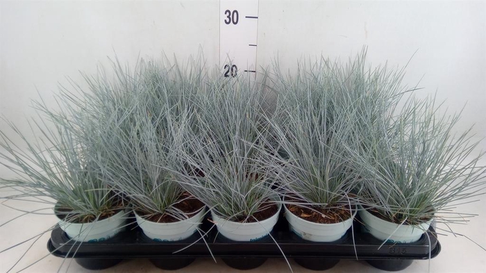 <h4>Festuca glauca 'Compacta Blue'</h4>