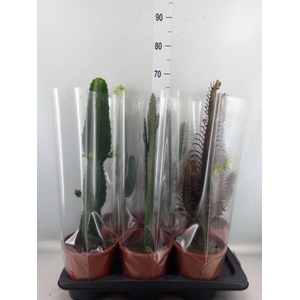 Cactus   ...mix  3