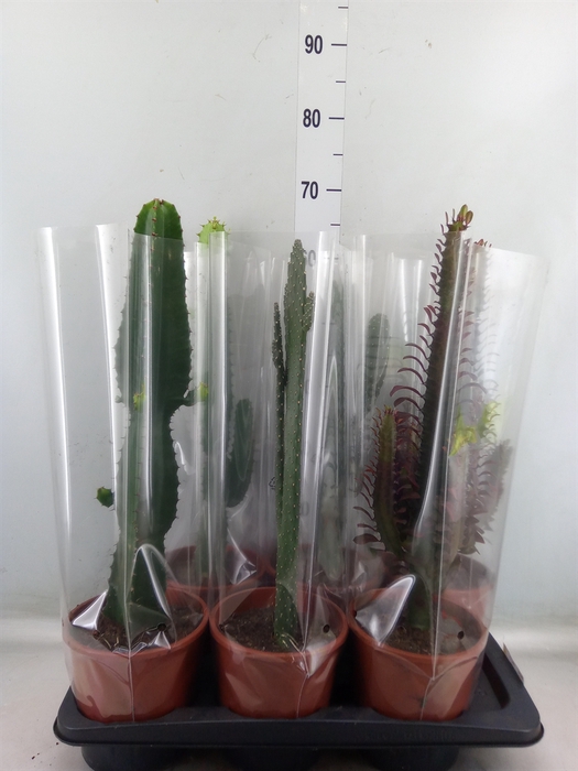 <h4>Cactus   ...mix  3</h4>