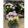 Hydrangea macrophylla overig
