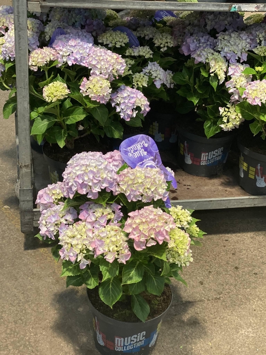 Hydrangea macrophylla overig
