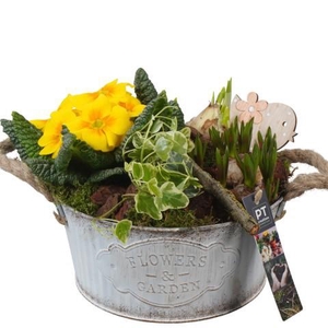 PTBM3770 Arrangement Flower Bulbs Mix in metalen pot