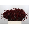 Anigozanthos Bush Ruby