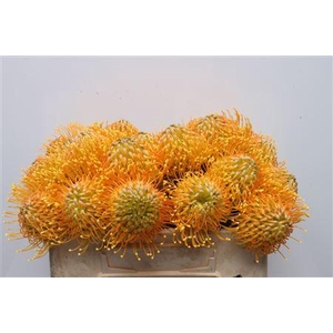 Leuco Catherina