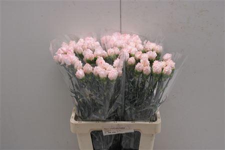 <h4>Di St Maruchi</h4>