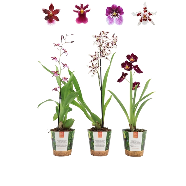 <h4>Inca Orchid mix 1 spike Purple-Pink-White in Jungle cover</h4>