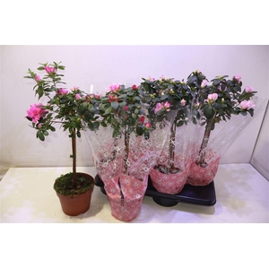 arr8 Rhodo Si Gem Op Stam