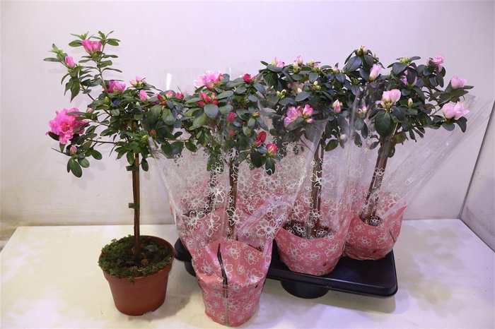 <h4>arr8 Rhodo Si Gem Op Stam</h4>