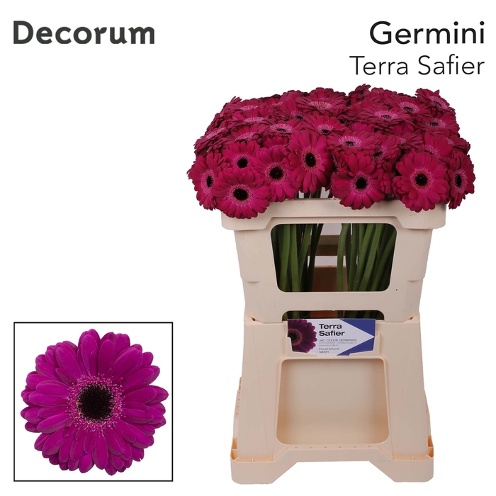 <h4>Germini Terra Saffier Water</h4>