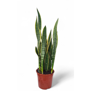 Sansevieria laurentii 27 cm