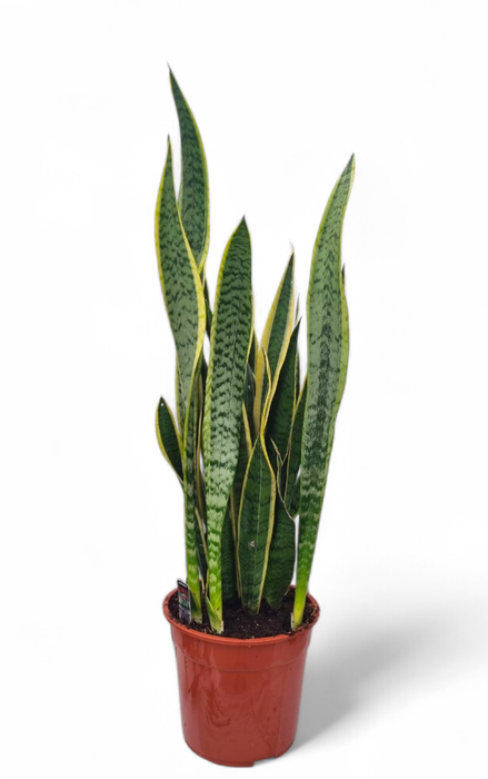 <h4>Sansevieria laurentii 27 cm</h4>