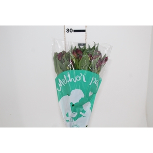 ALSTROEMERIA NAPOLI 080 CM