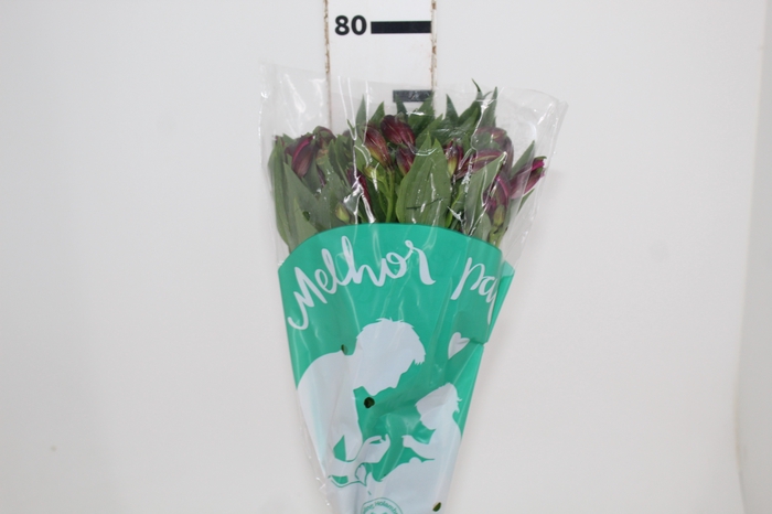 <h4>ALSTROEMERIA NAPOLI 080 CM</h4>