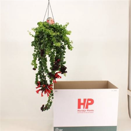 <h4>Aeschynanthus 'Rasta'</h4>