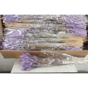 DF Lagurus Bs 50g/70cm Milka