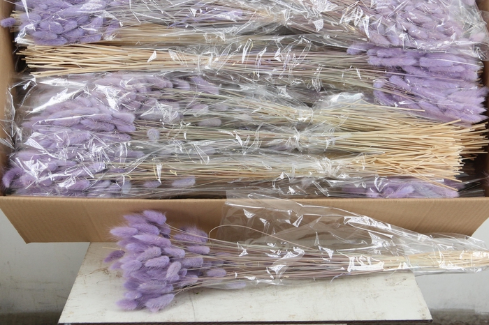 <h4>DF Lagurus Bs 50g/70cm Milka</h4>