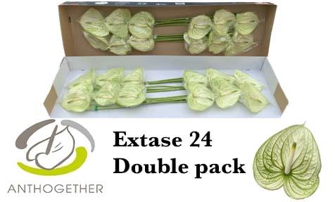 <h4>Anthurium Extase</h4>