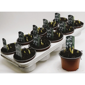 Galanthus nivalis p12