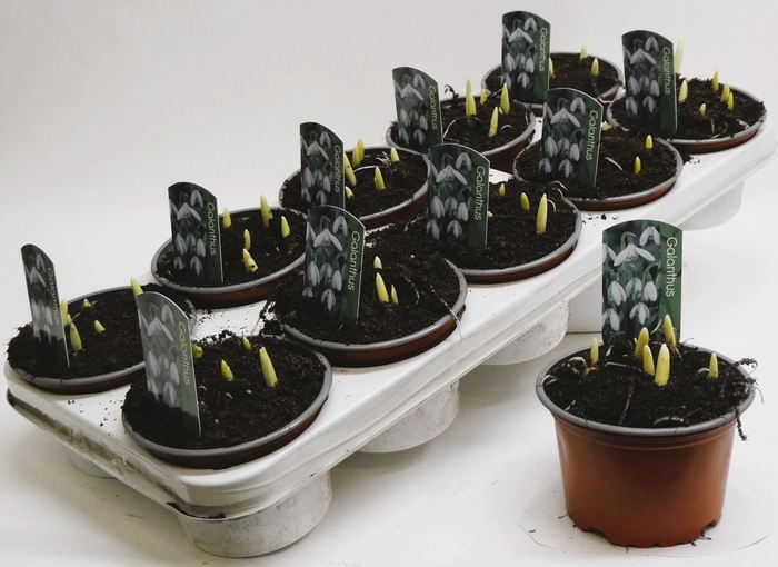 <h4>Galanthus nivalis p12</h4>