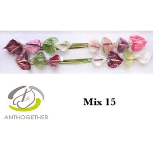 Anthurium Mix Surprise