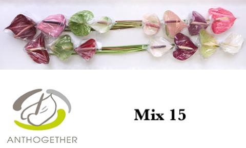<h4>Anthurium Mix Surprise</h4>