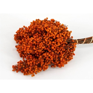Schinus M Pt Orange Bunch